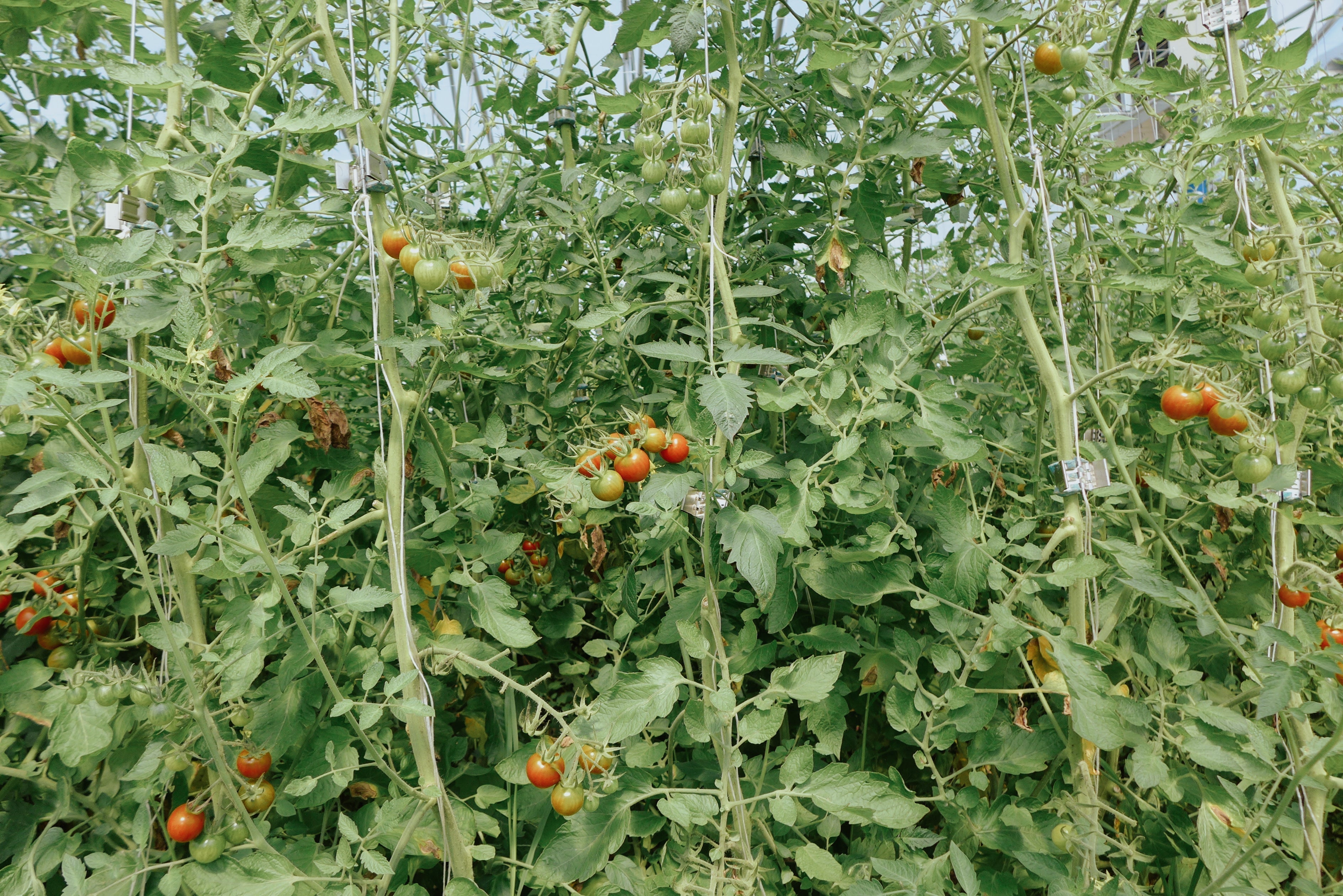 Friends Of Hart’s: Titusville Farm