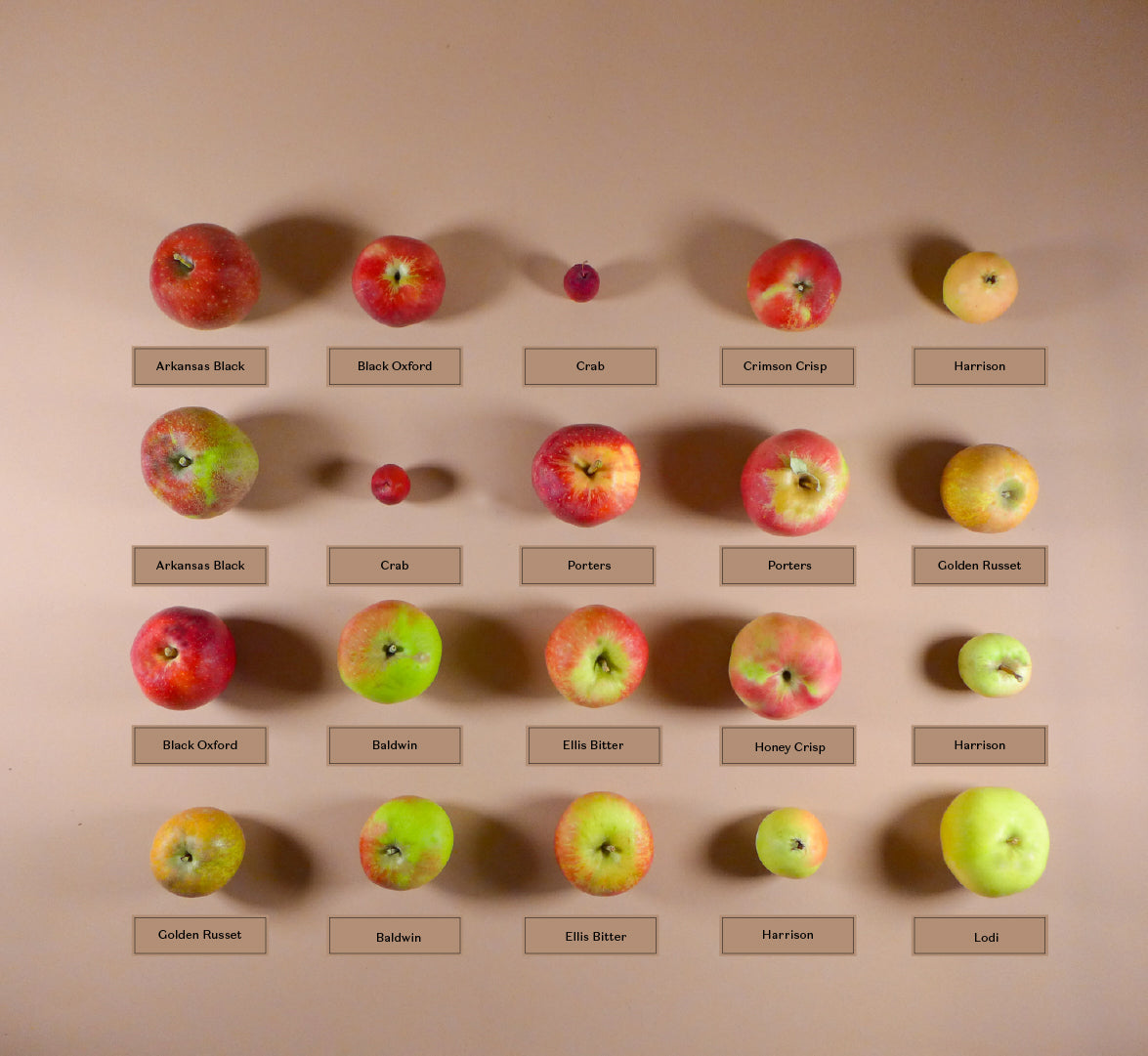 Autumn Heirloom Apple Tasting Box