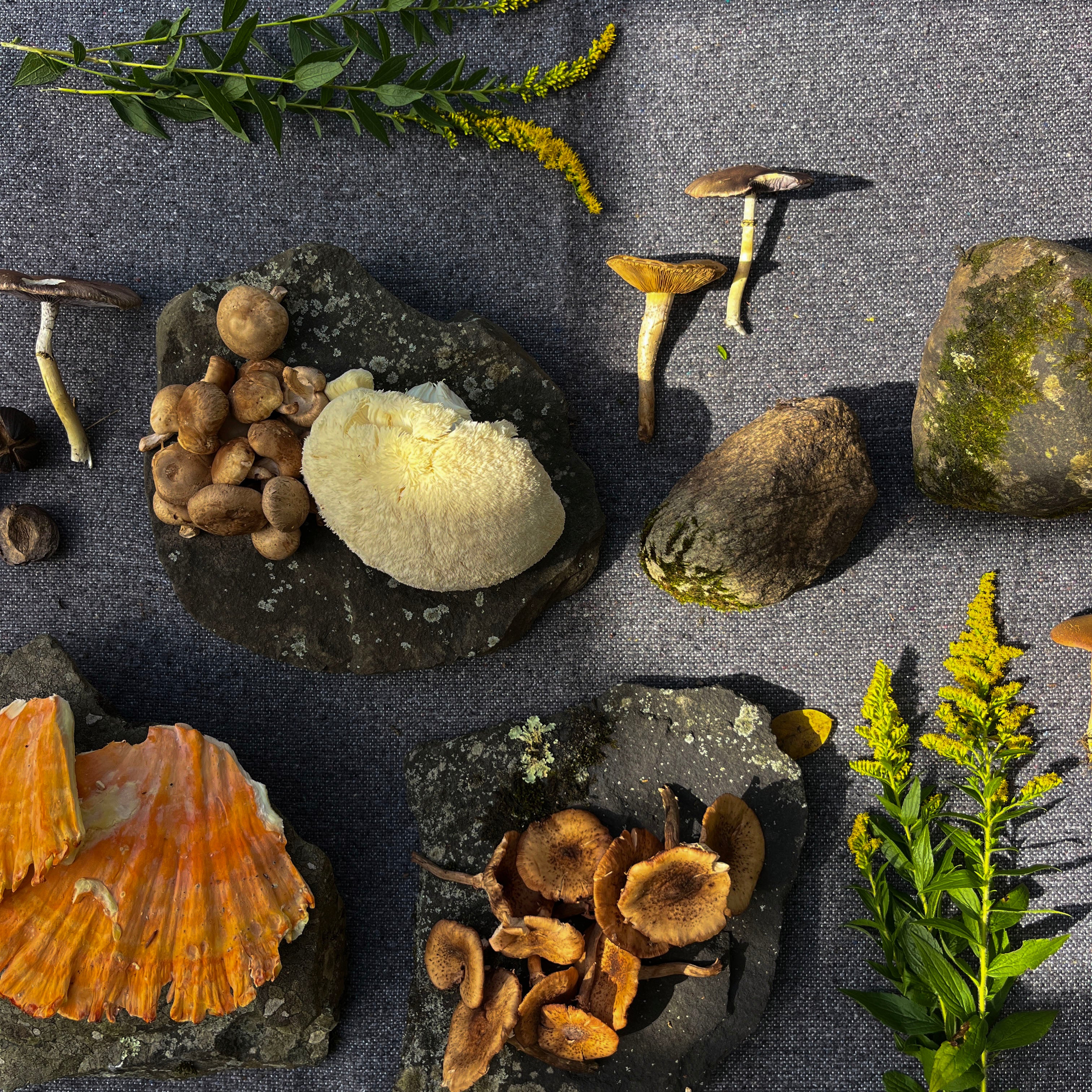 Autumn Mushroom Box